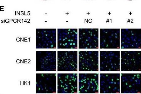 INSL5 Antibody - BSA Free
