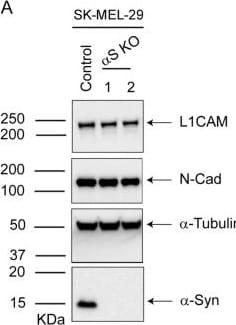 L1CAM Antibody (UJ127.11) - BSA Free