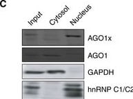 AGO1/EIF2C1 Antibody