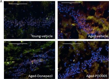 AIF-1/Iba1 Antibody