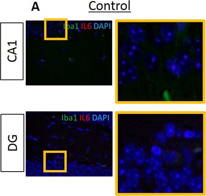 AIF-1/Iba1 Antibody