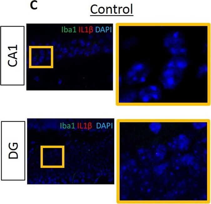 AIF-1/Iba1 Antibody