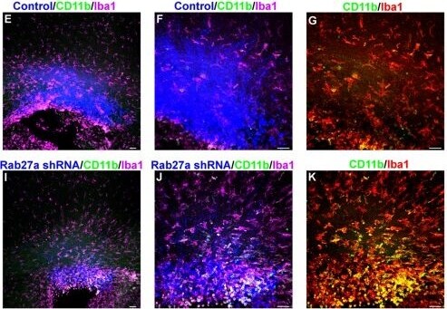 AIF-1/Iba1 Antibody