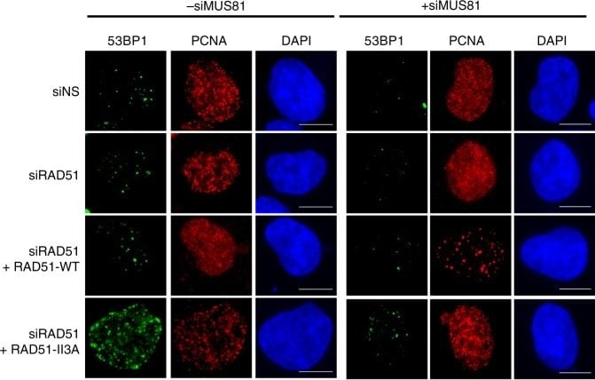53BP1 Antibody - BSA Free