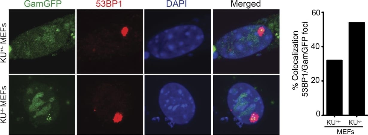 53BP1 Antibody - BSA Free