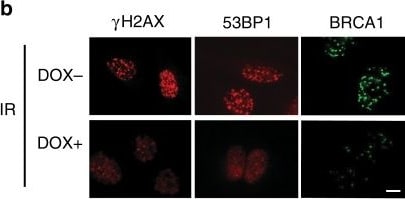 53BP1 Antibody - BSA Free