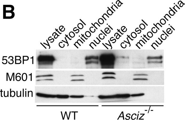 53BP1 Antibody - BSA Free