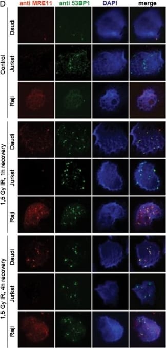 53BP1 Antibody - BSA Free