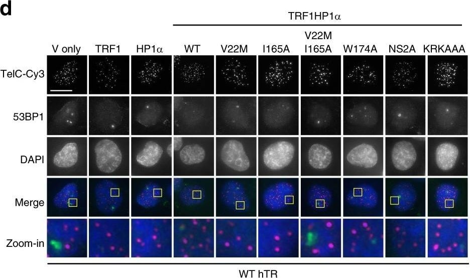 53BP1 Antibody - BSA Free