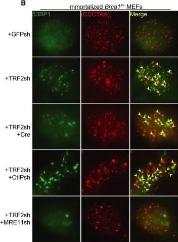 53BP1 Antibody - BSA Free