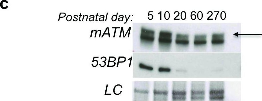 53BP1 Antibody - BSA Free