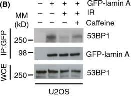 53BP1 Antibody - BSA Free