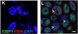 53BP1 Antibody - BSA Free