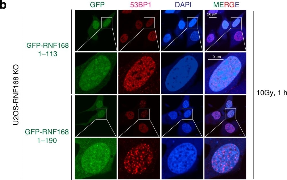 53BP1 Antibody - BSA Free