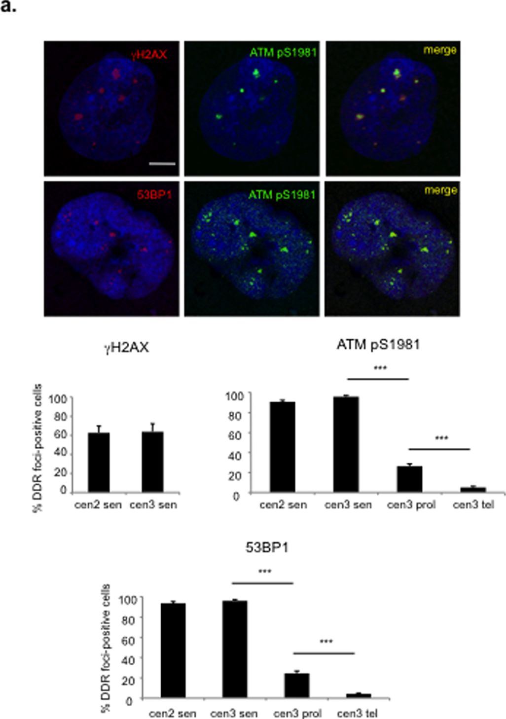 53BP1 Antibody - BSA Free