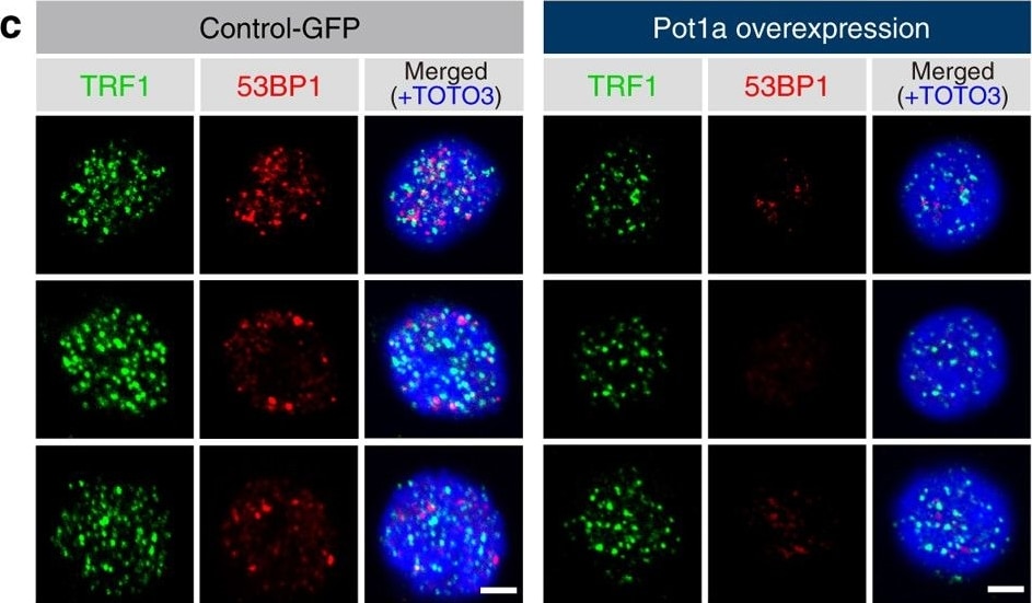 53BP1 Antibody - BSA Free