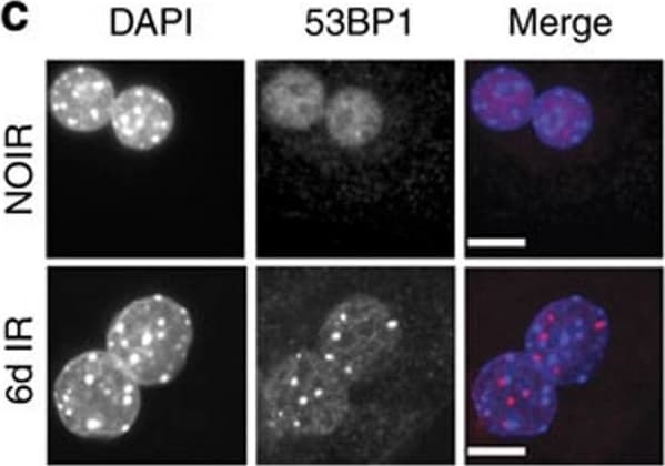 53BP1 Antibody - BSA Free