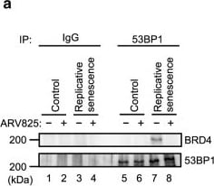 53BP1 Antibody - BSA Free
