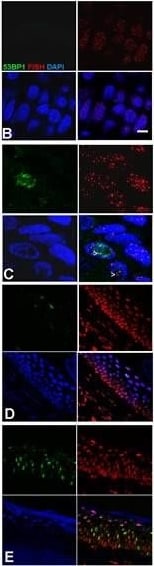 53BP1 Antibody - BSA Free