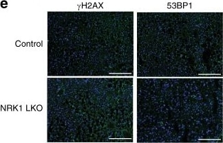 53BP1 Antibody - BSA Free