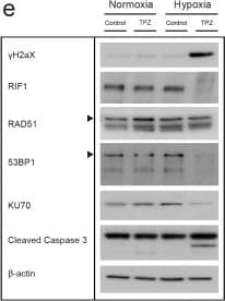 53BP1 Antibody - BSA Free