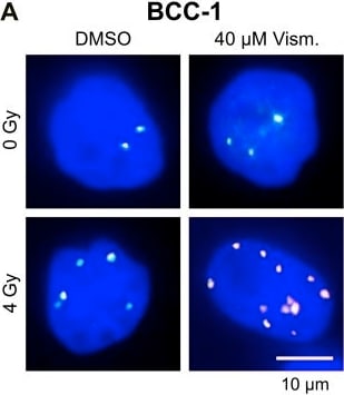53BP1 Antibody - BSA Free