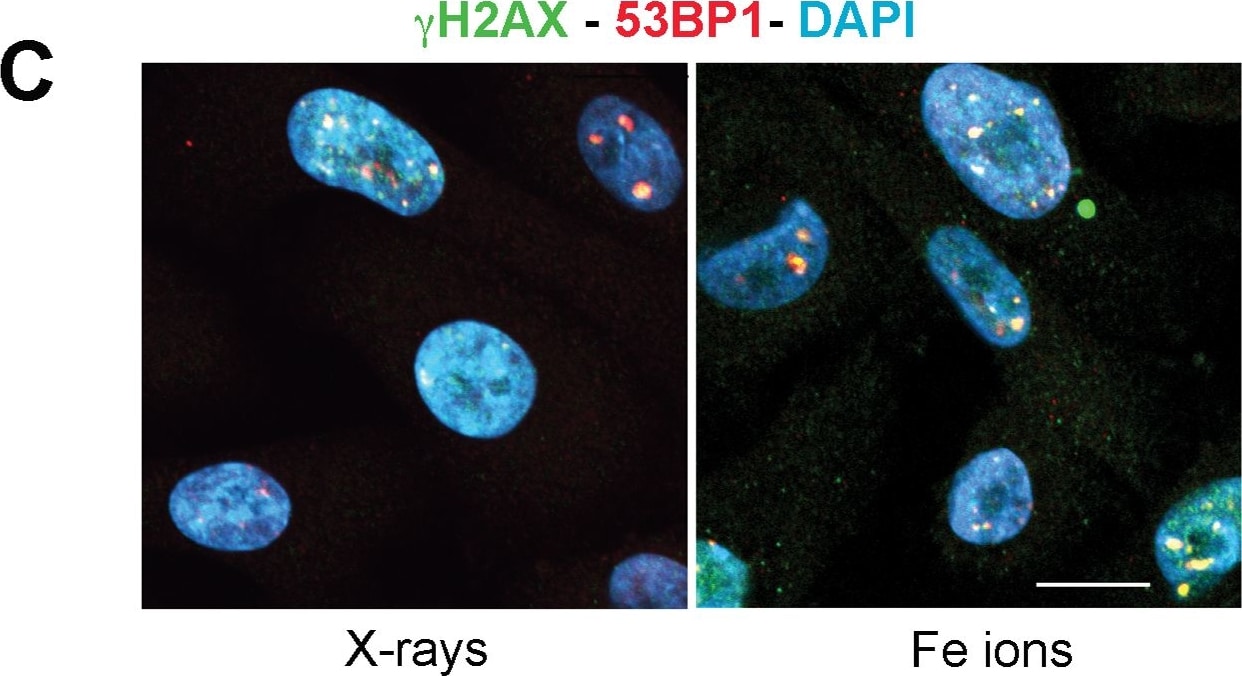53BP1 Antibody - BSA Free