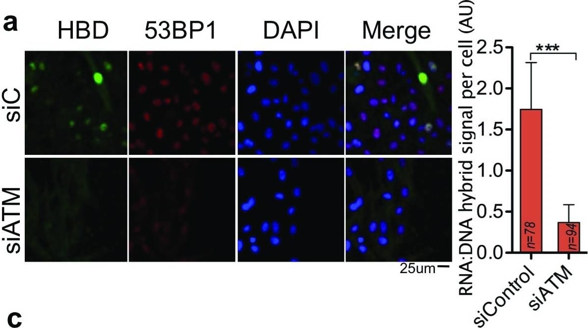 53BP1 Antibody - BSA Free