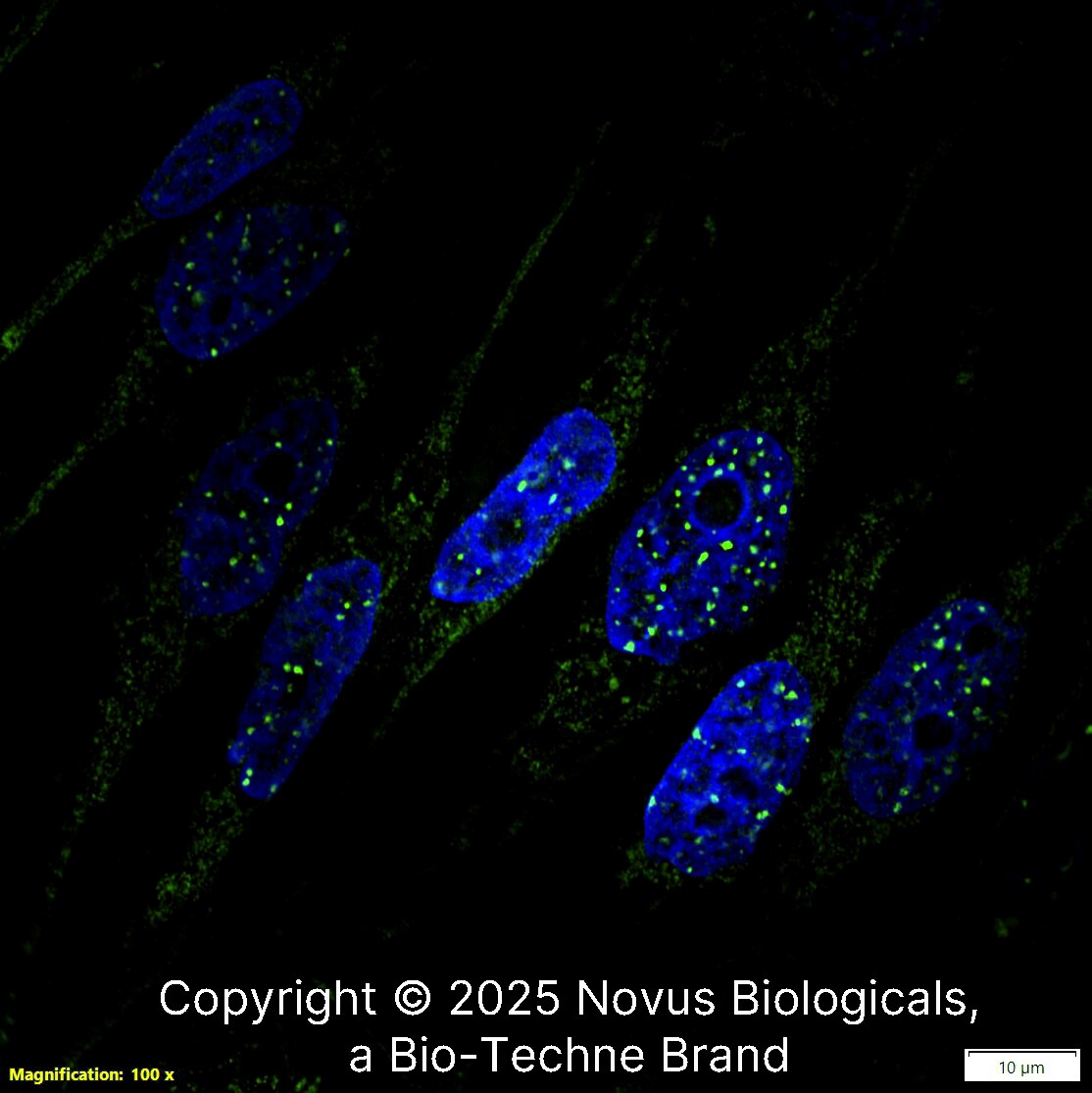 53BP1 Antibody [Alexa Fluor® 488]