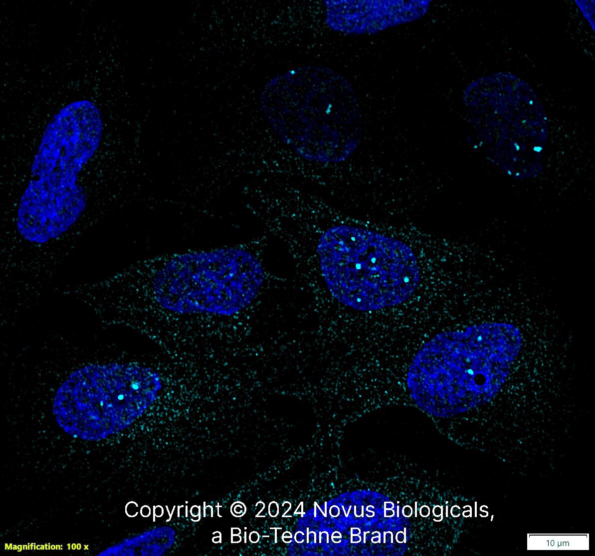 53BP1 Antibody [DyLight 650]