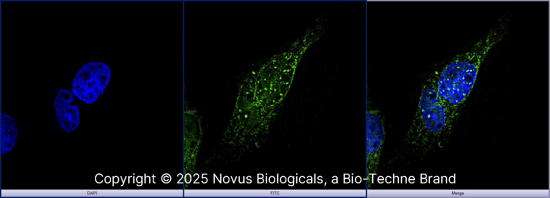 53BP1 Antibody [DyLight 488]