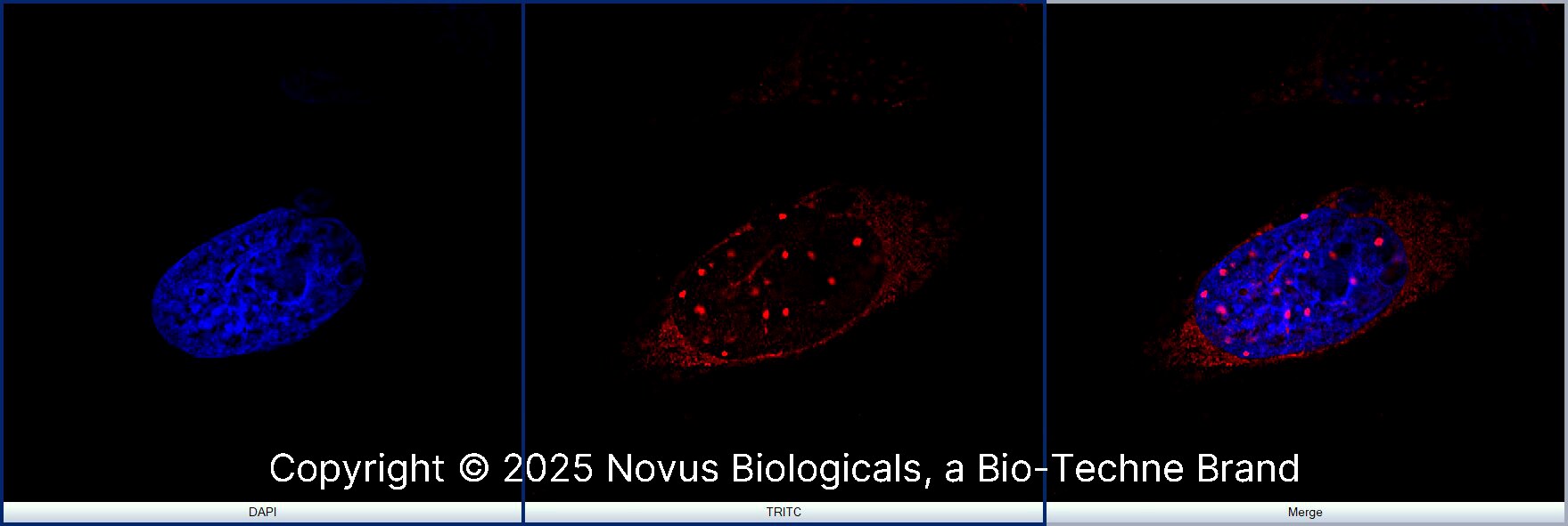 53BP1 Antibody [DyLight 550]