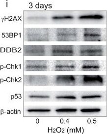 53BP1 Antibody - BSA Free