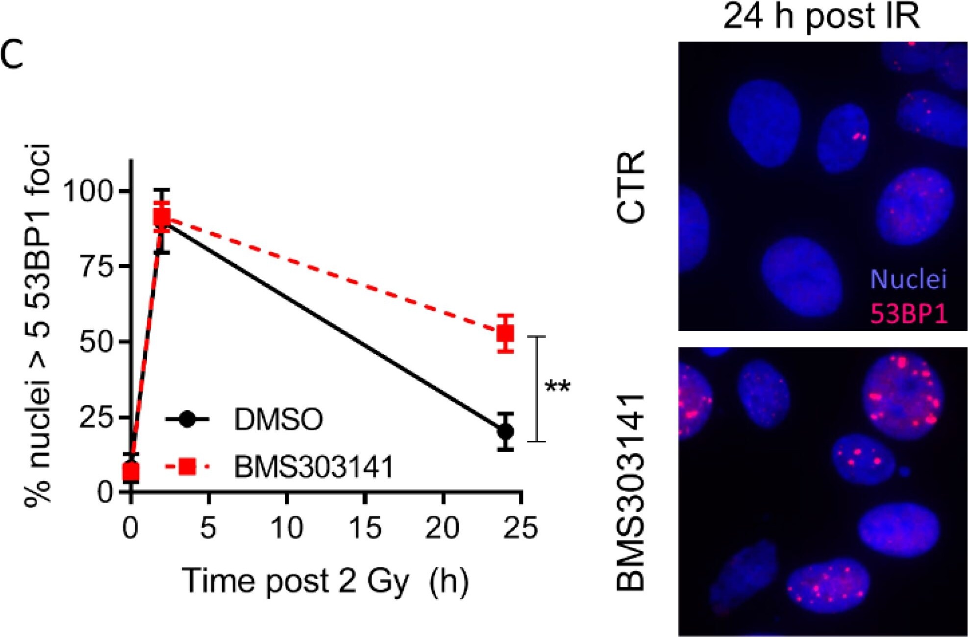 53BP1 Antibody - BSA Free