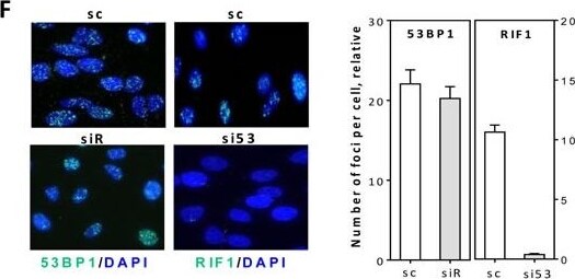 53BP1 Antibody - BSA Free