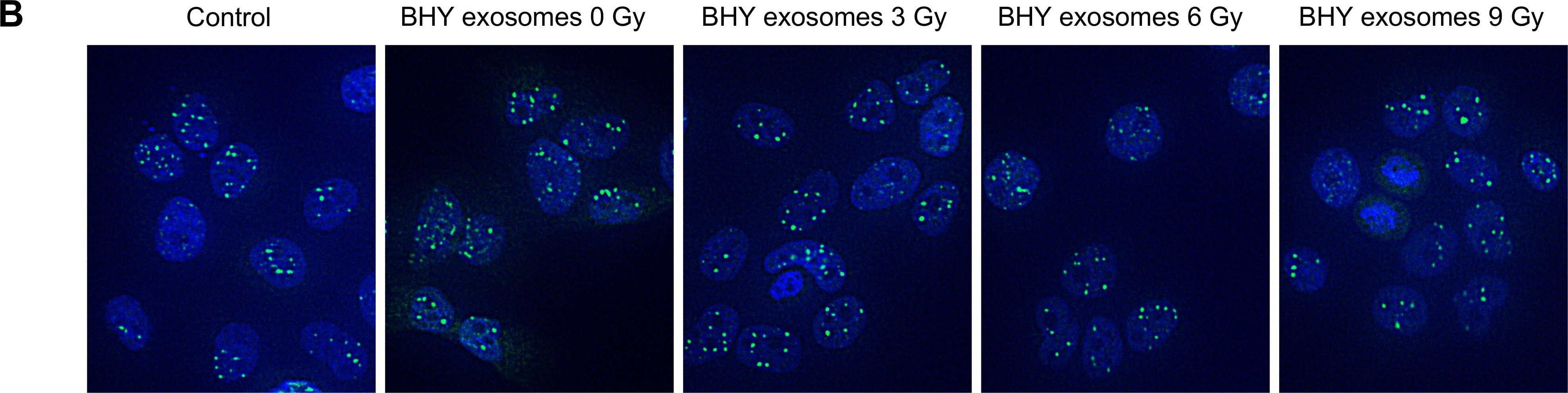 53BP1 Antibody - BSA Free