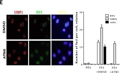 53BP1 Antibody - BSA Free