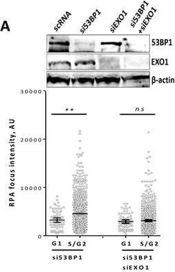 53BP1 Antibody - BSA Free