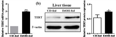 TERT Antibody (2C4)