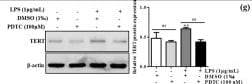 TERT Antibody (2C4)