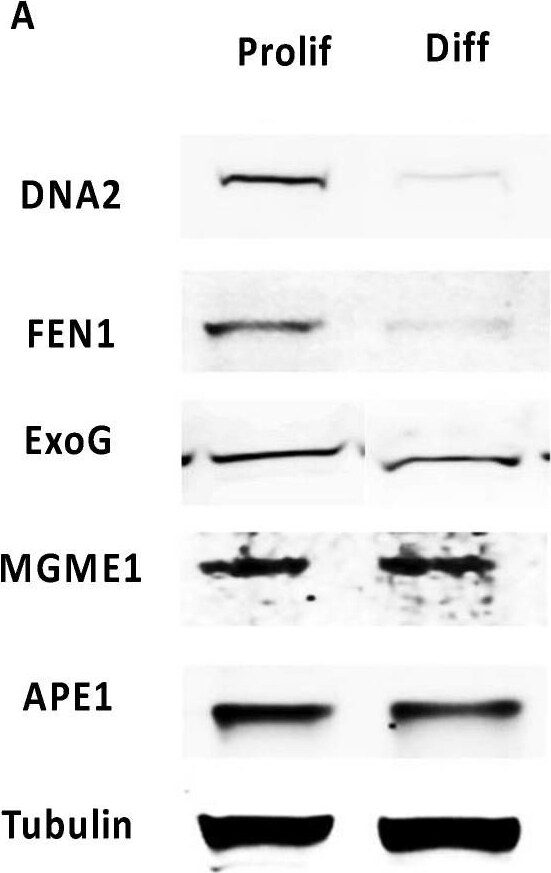 FEN-1 Antibody - BSA Free