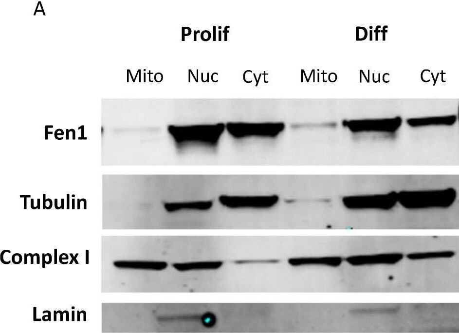 FEN-1 Antibody - BSA Free