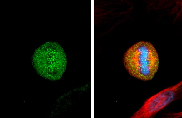NDC80 Antibody (9G3.23)