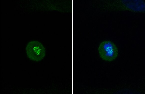 NDC80 Antibody (9G3.23)