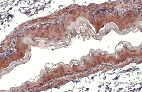 Glutathione Peroxidase 7 Antibody (2704)