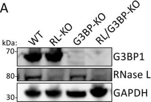 RNase L Antibody (2E9) - BSA Free