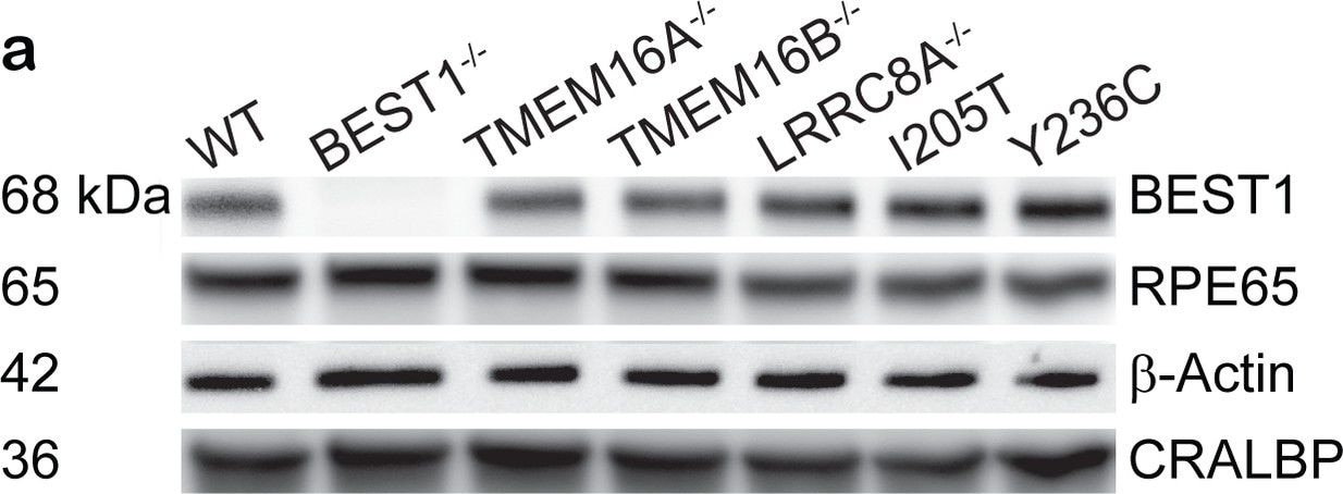 RPE65 Antibody (401.8B11.3D9) - BSA Free