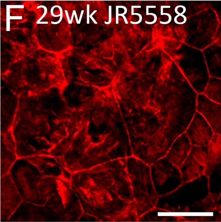 RPE65 Antibody (401.8B11.3D9) - BSA Free