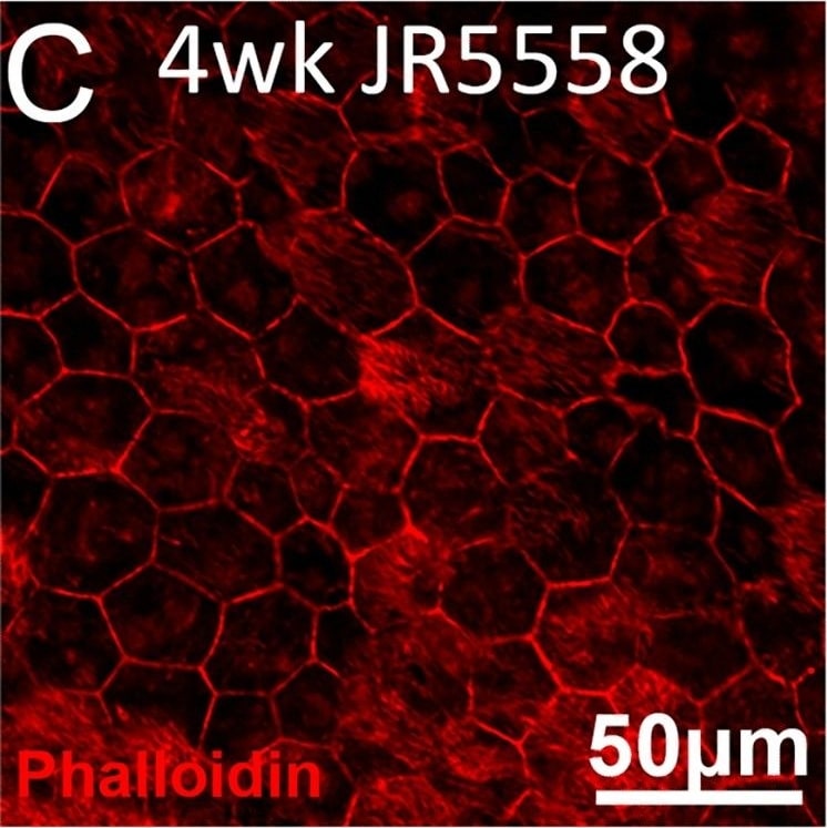 RPE65 Antibody (401.8B11.3D9) - BSA Free