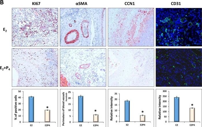 Cyr61/CCN1 Antibody - BSA Free